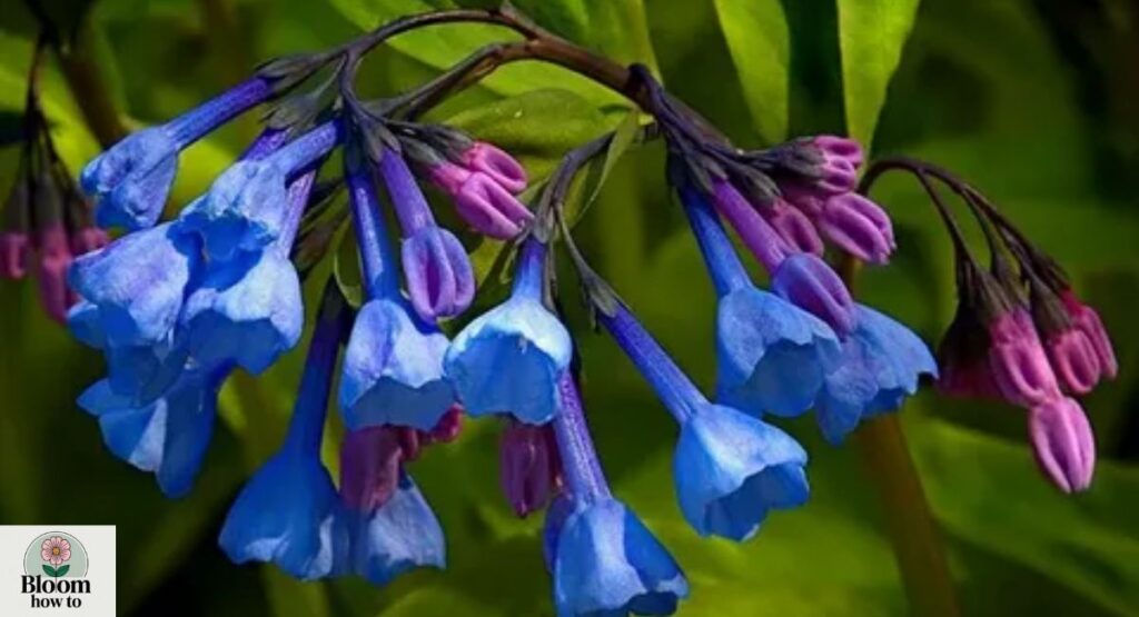 Virginia Bluebell (Mertensia virginica)