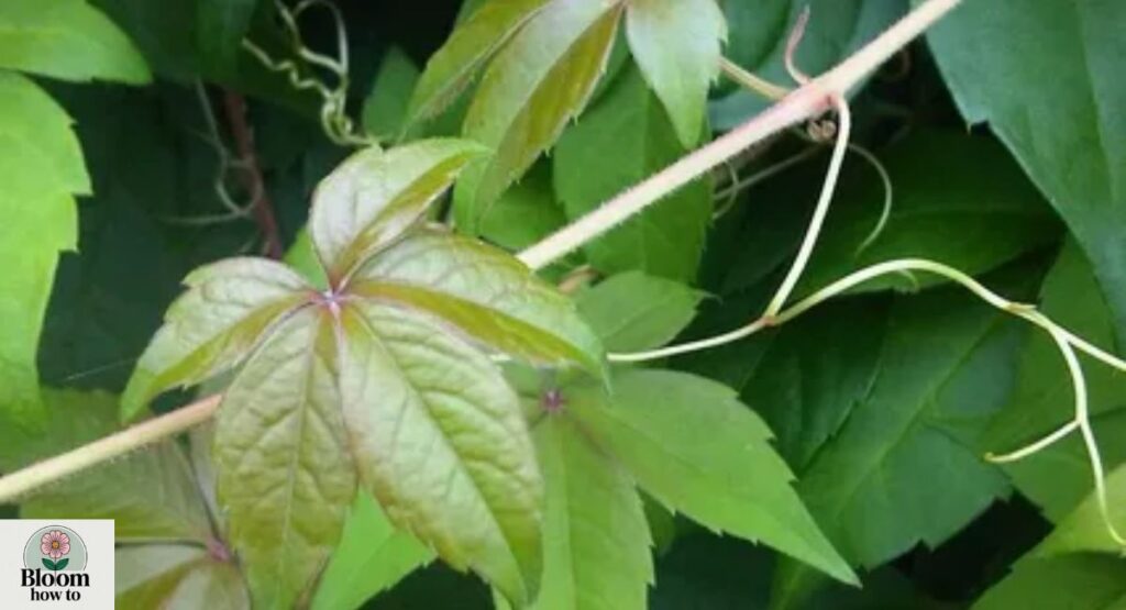 Virginia Creeper (Parthenocissus quinquefolia)