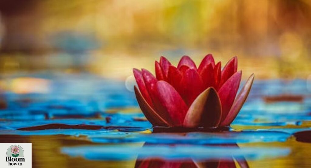 Water Lily