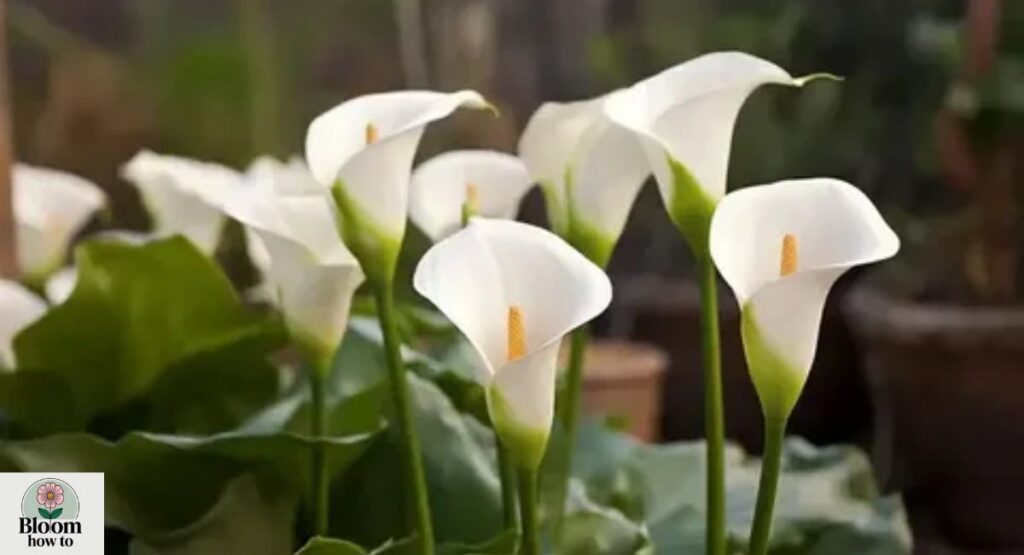 White Calla Lily