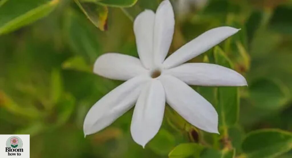 White Jasmine