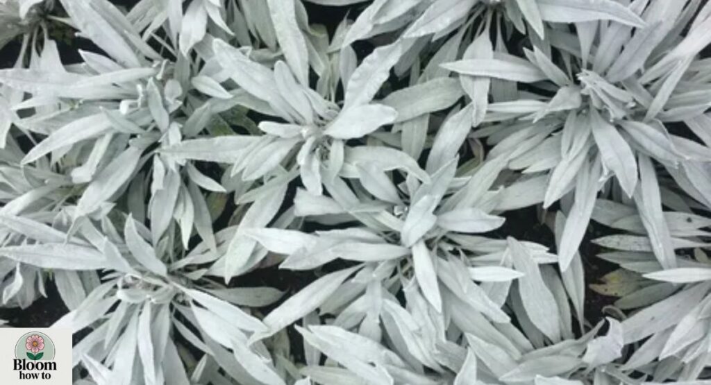White Sage
