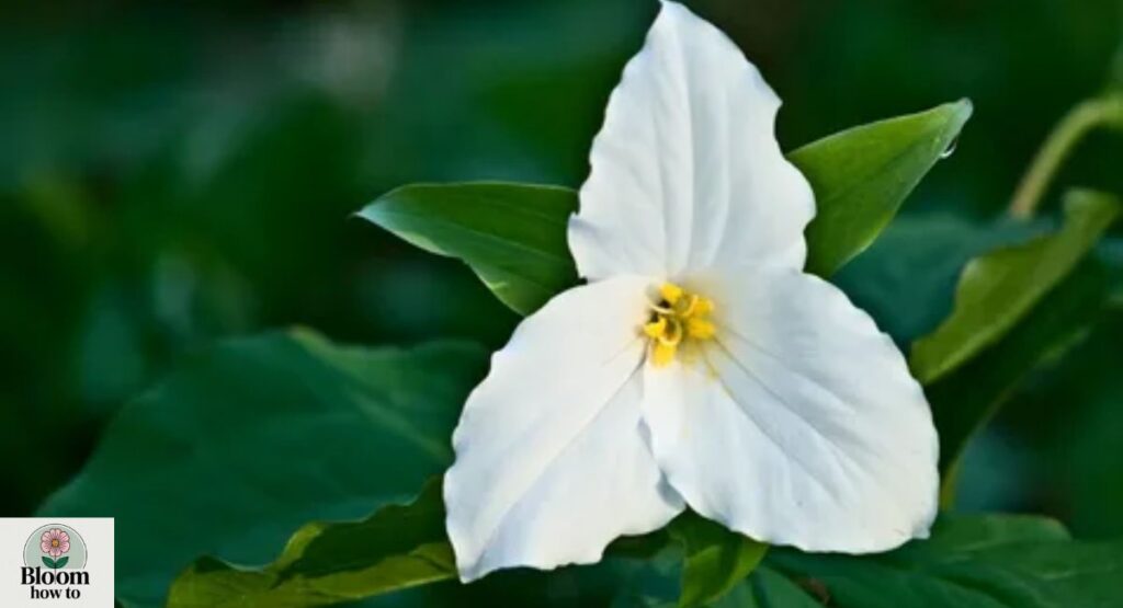 White Trillium