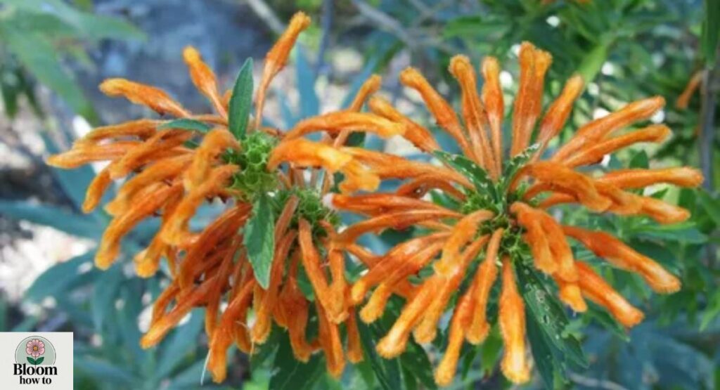 Wild Dagga