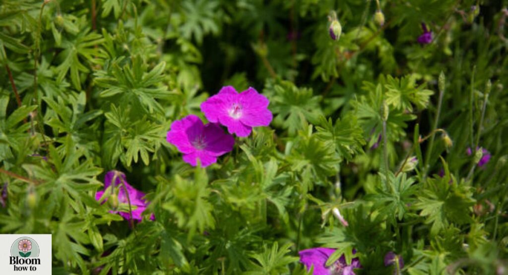 Wild Geranium