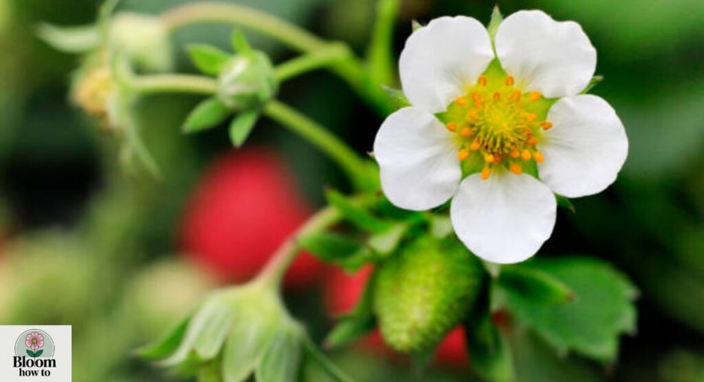 Wild Strawberry Bloom