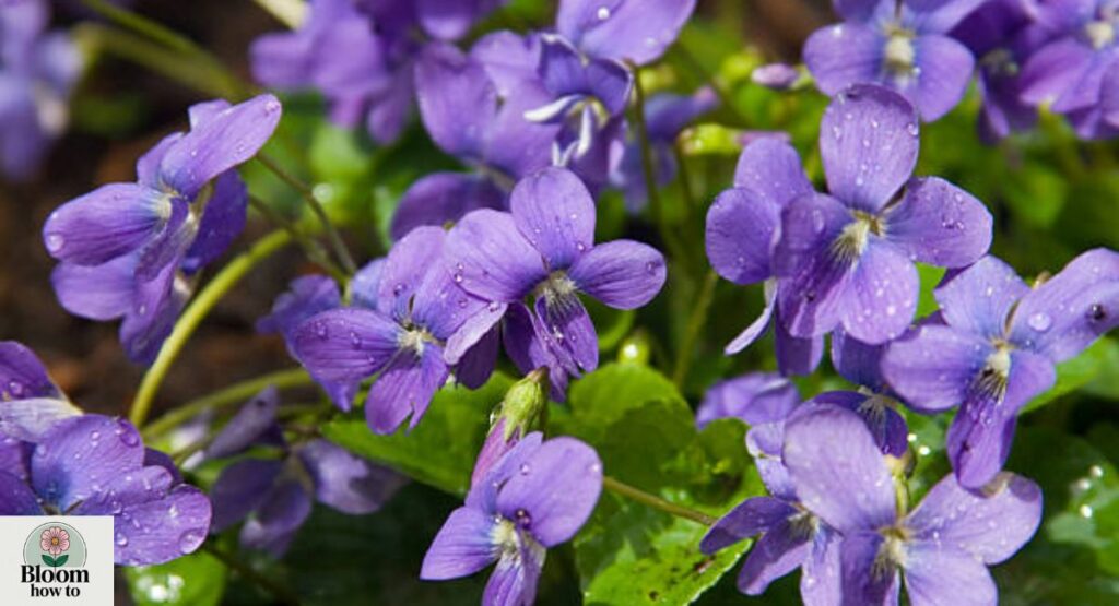 Wild Violet