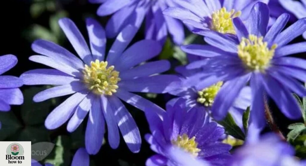 Windflower