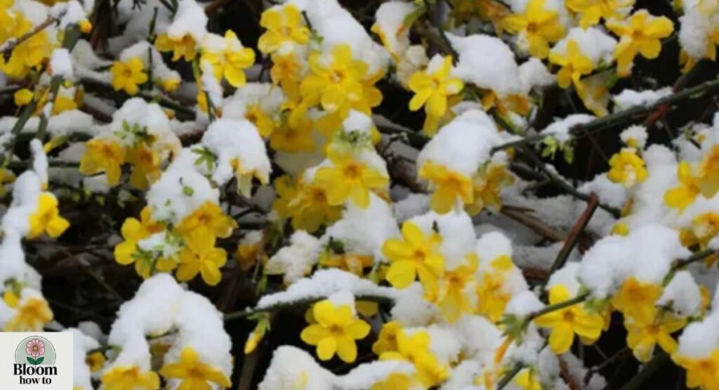 Winter Jasmine
