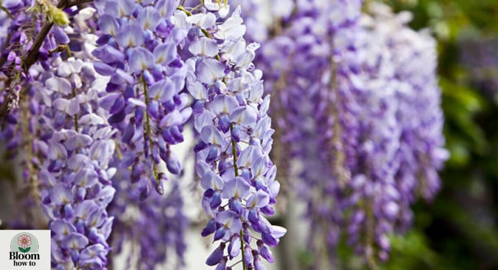Wisteria