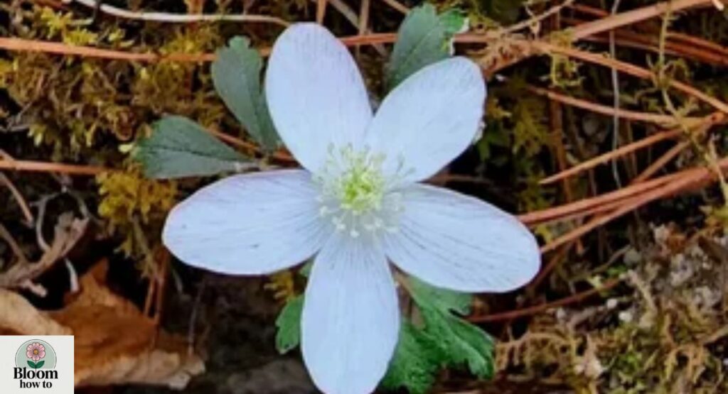 Wood Anemone