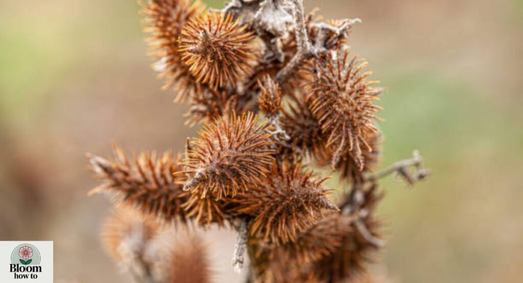 Xanthium (Xanthium strumarium)