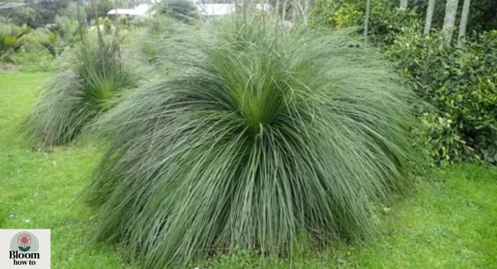 Xanthorrhoea (Grass Tree)