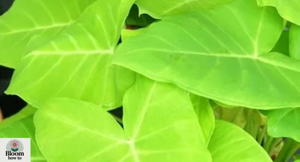 Xanthosoma Plant