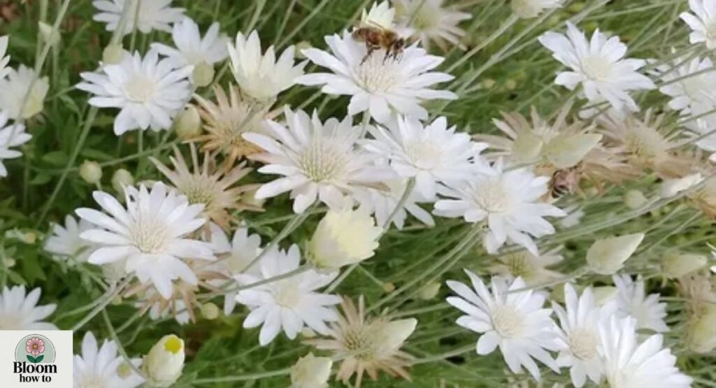 Xeranthemum (Xeranthemum annuum)