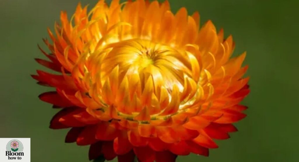 Xerochrysum (Xerochrysum bracteatum)