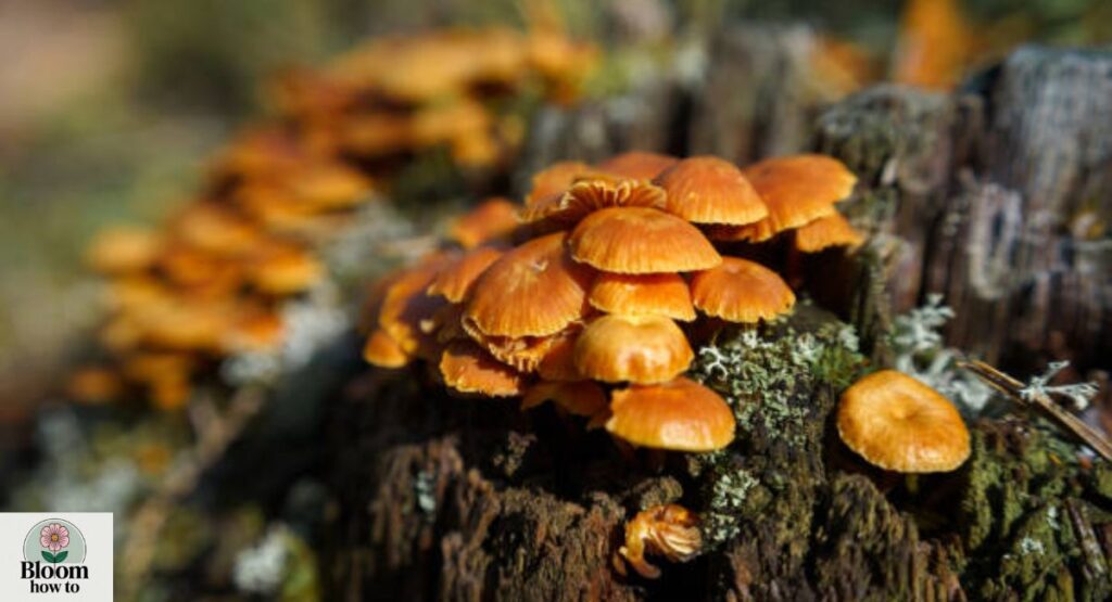 Xeromphalina Fungi