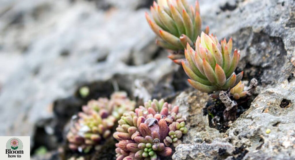 Xerophyte Flower