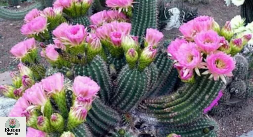 Xerophytic Cactus Flower