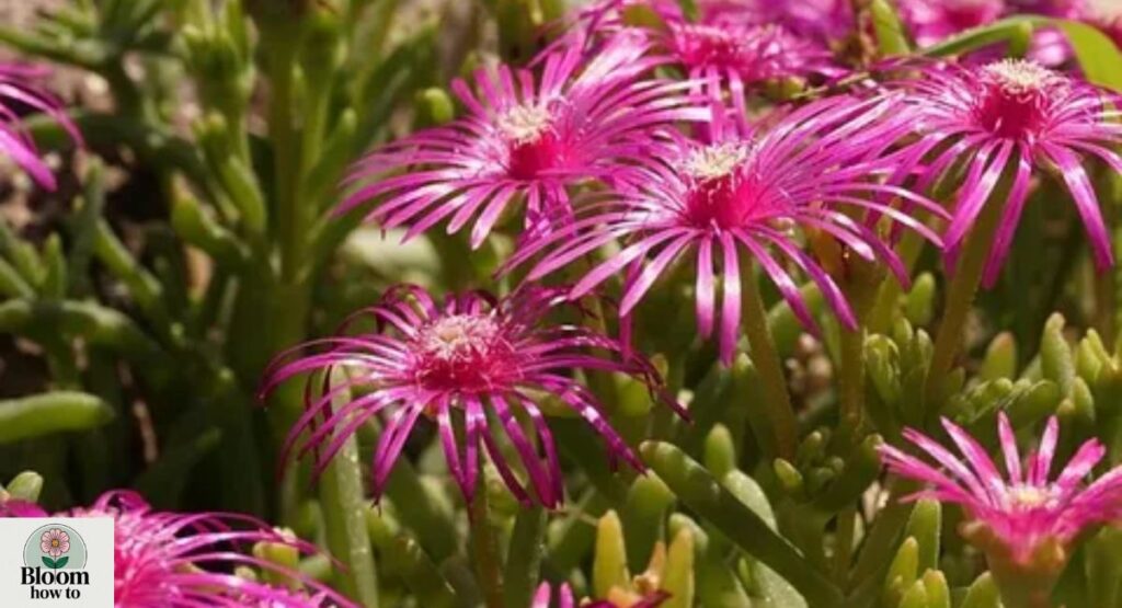  Xerothamnella Species
