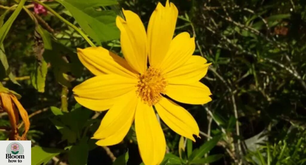 Xochimilco Daisy (Tithonia rotundifolia)