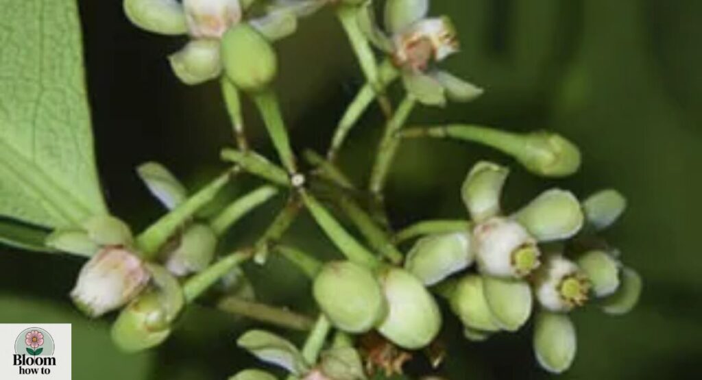 Xylocarpus Mangrove Tree