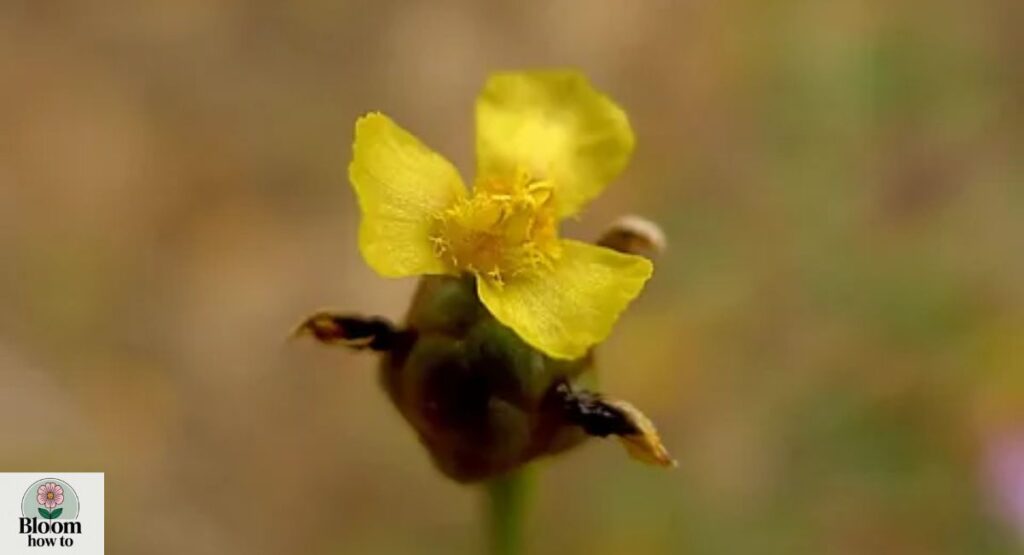 Xyris (Yellow-eyed Grass)