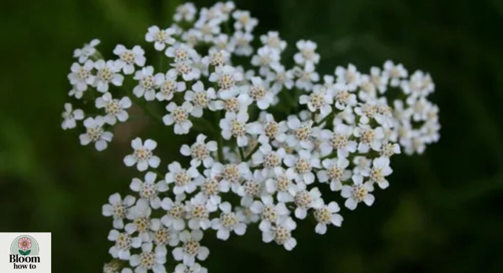 (Yarrow) Achillea