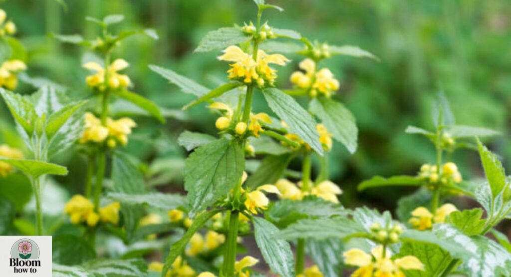 (Yellow Archangel) Lamium galeobdolon