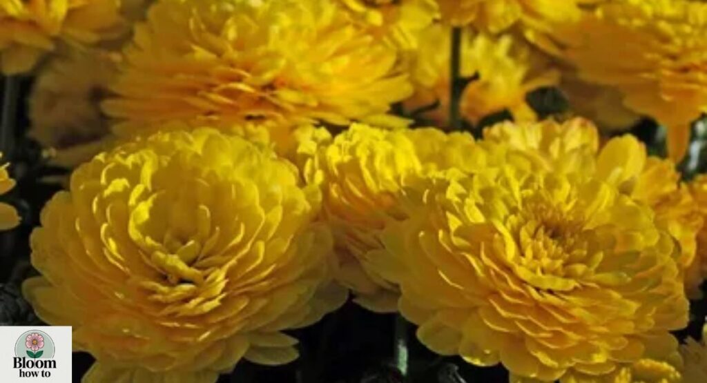 Yellow Chrysanthemum (Chrysanthemum morifolium)