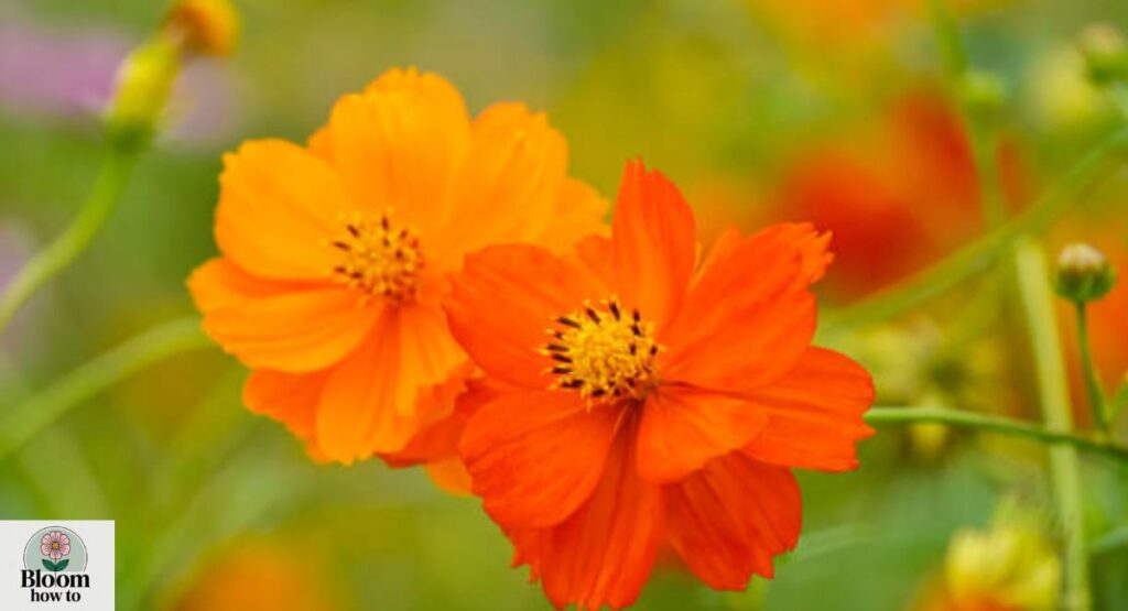 (Yellow Cosmos) Cosmos sulphureus