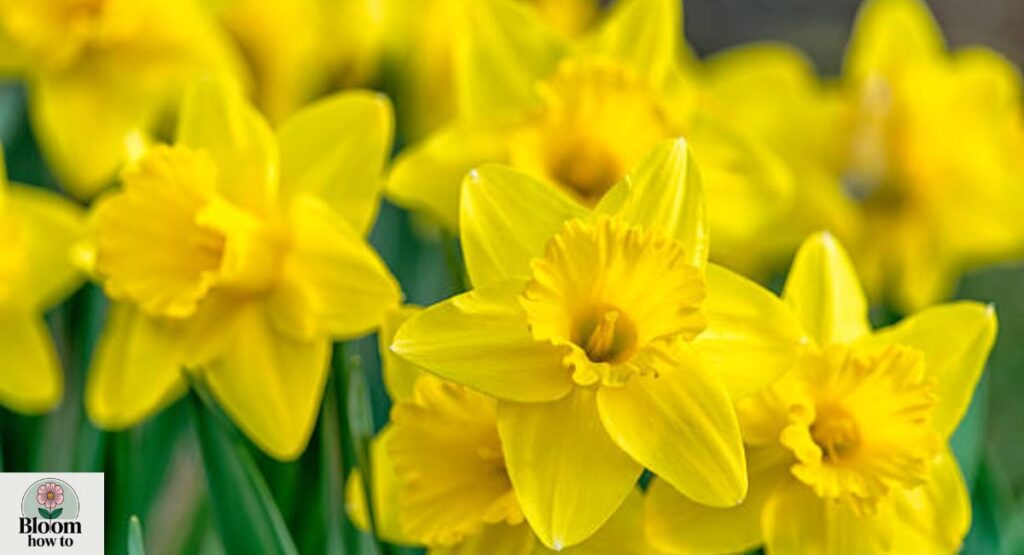 Yellow Daffodil (Narcissus pseudonarcissus)