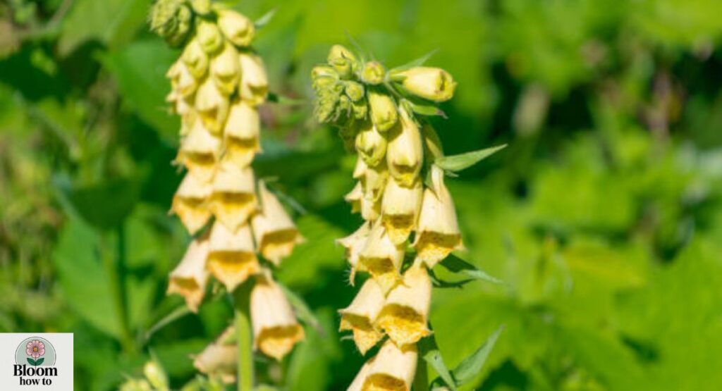 (Yellow Foxglove) Digitalis grandiflora
