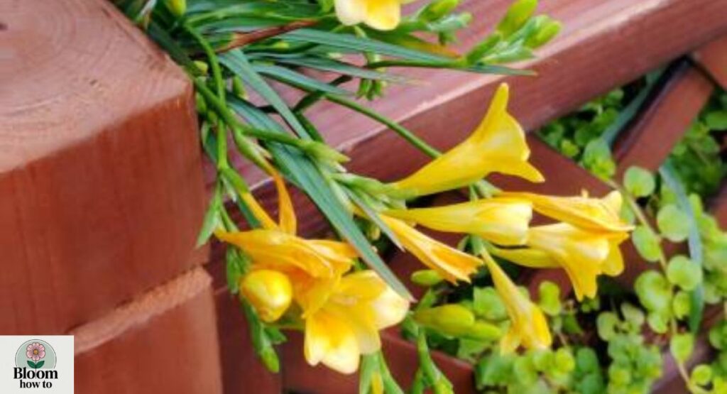 Yellow Freesia (Freesia refracta)