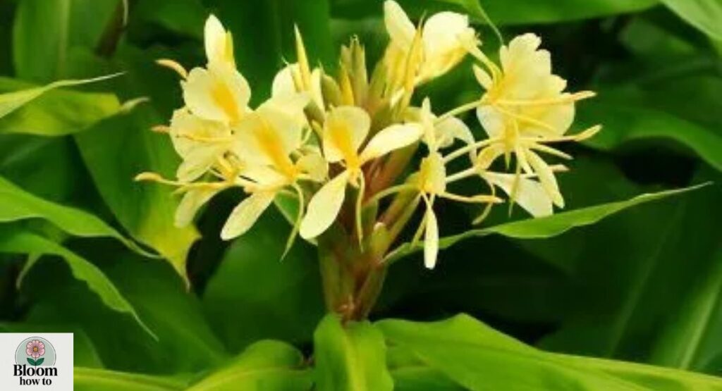 (Yellow Ginger) Hedychium flavescens