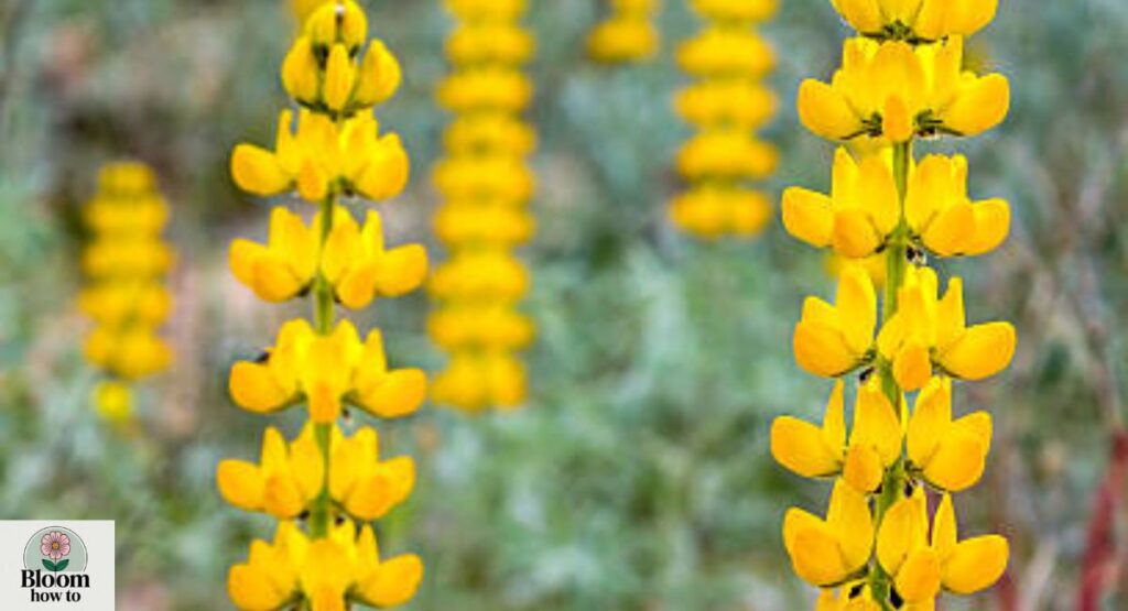 Yellow Lupine (Lupinus luteus)
