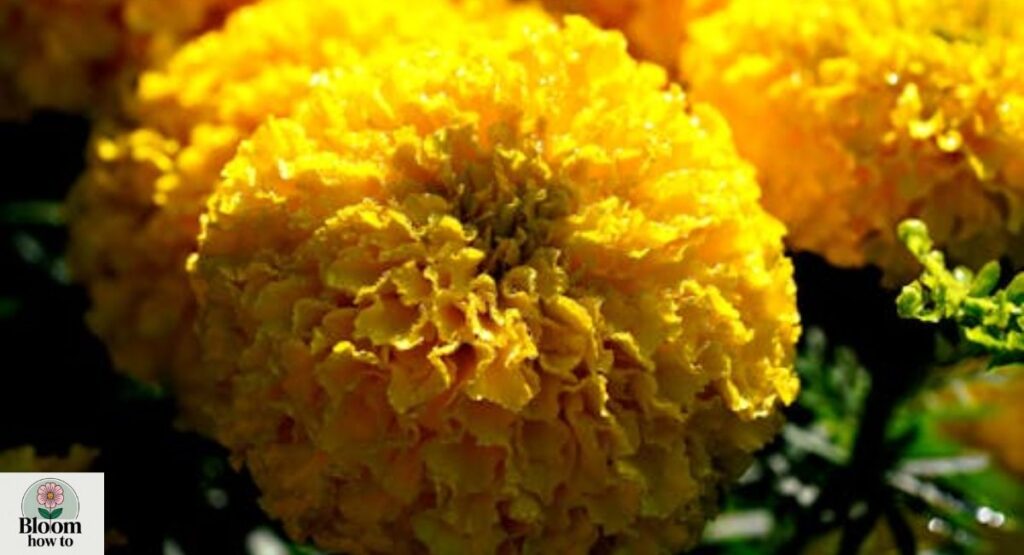 Yellow Marigold (Tagetes erecta)