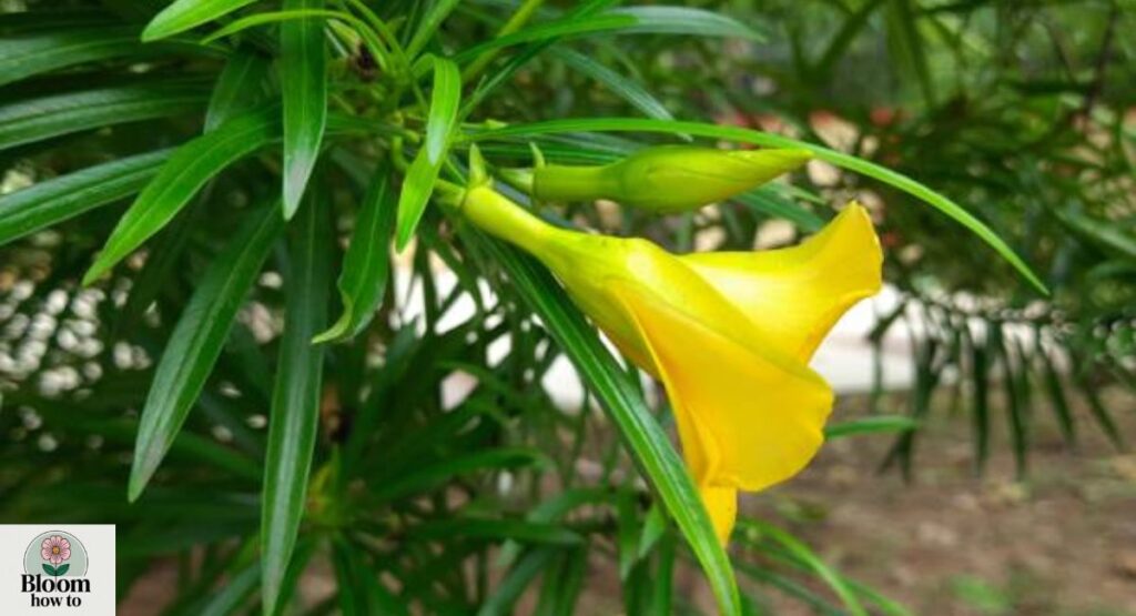 Yellow Oleander