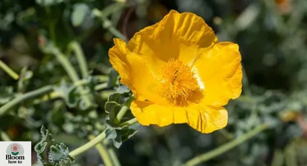 (Yellow Poppy) Glaucium flavum