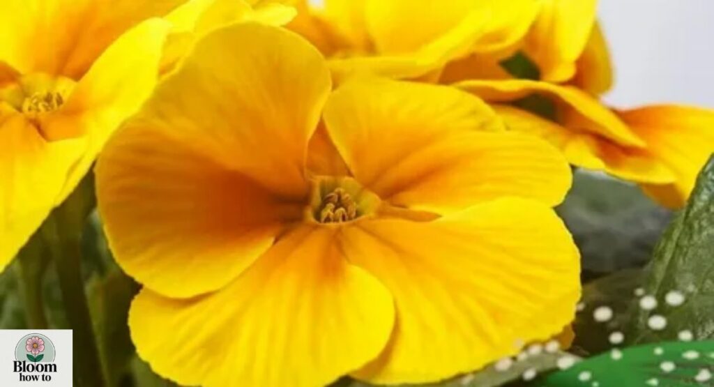 Yellow Primrose (Primula vulgaris)