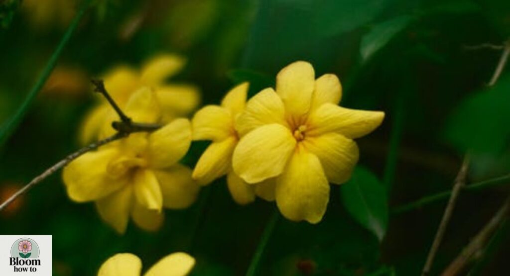 Yellow Rose (Rosa spp.)