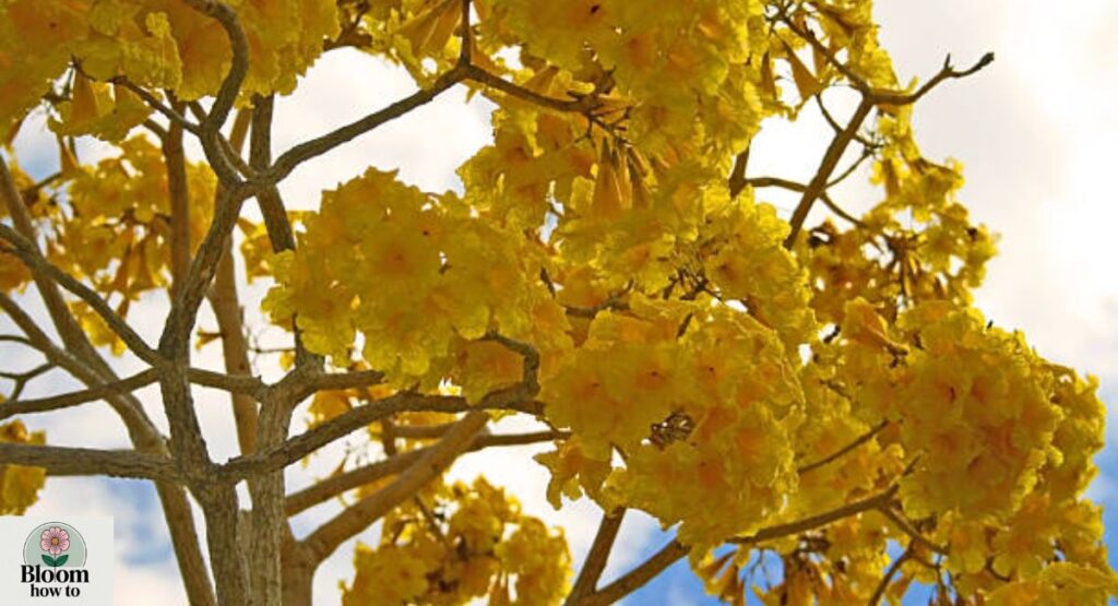 Yellow Tabebuia