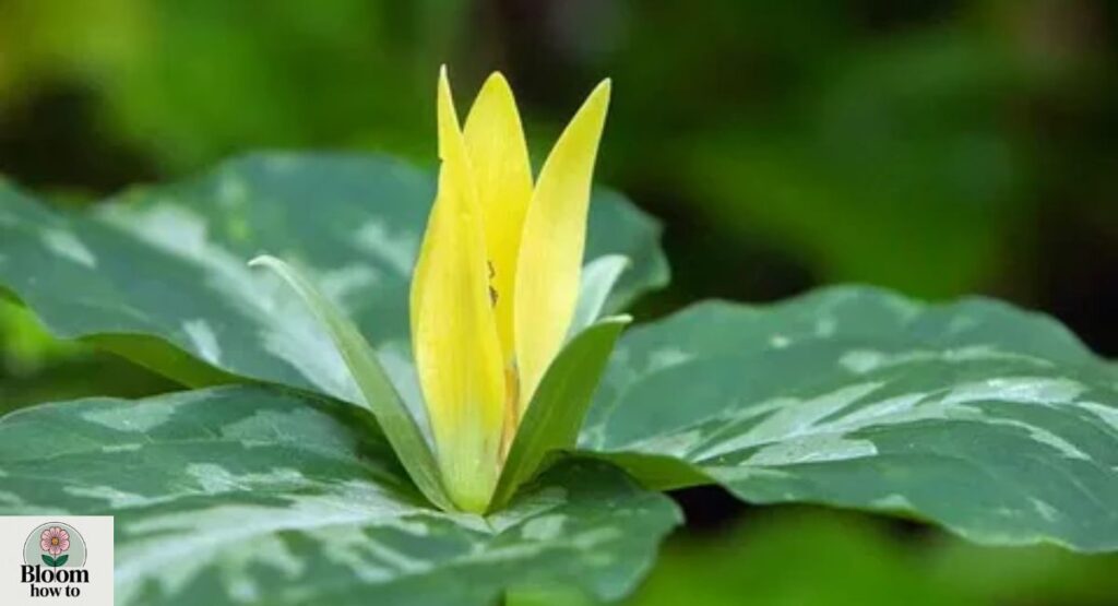 (Yellow Trillium) Trillium luteum
