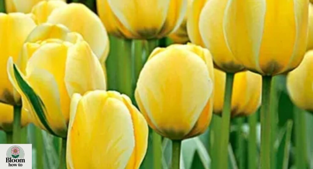 Yellow Tulip (Tulipa gesneriana)