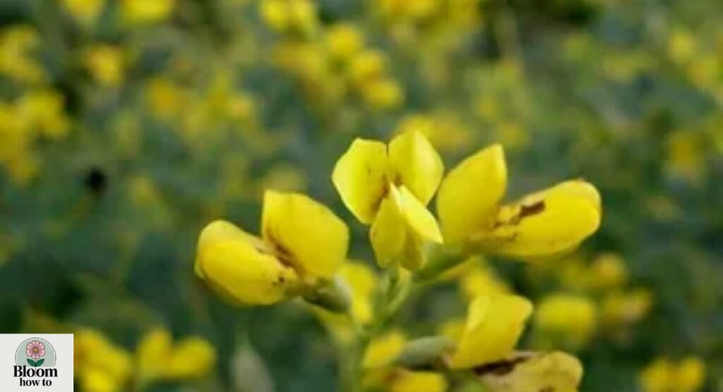 (Yellow Wild Indigo) Baptisia sphaerocarpa