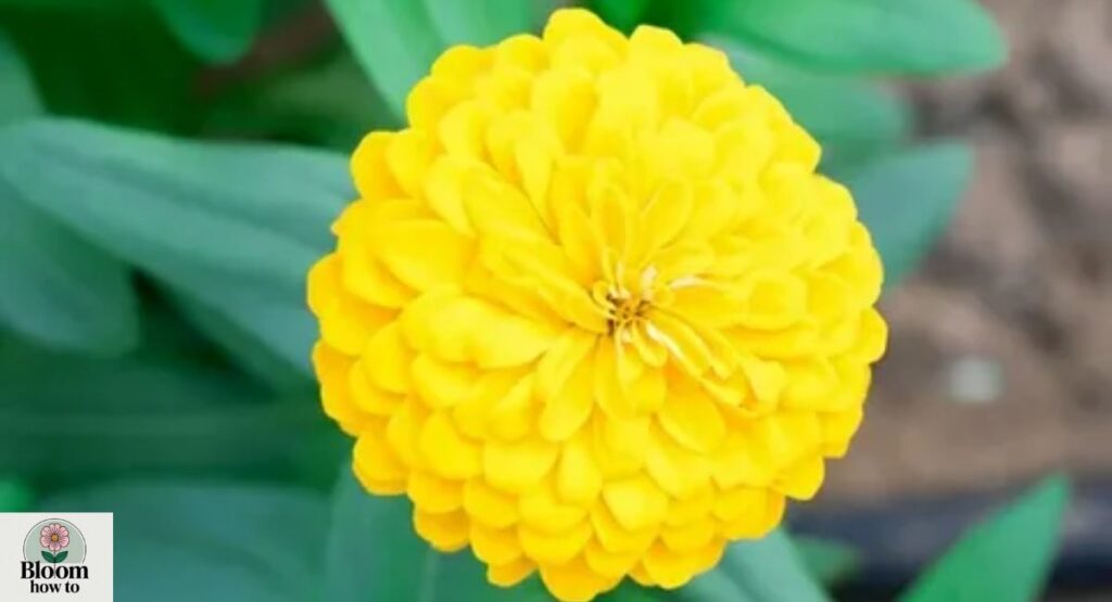 Yellow Zinnia (Zinnia elegans)