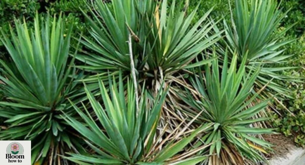 Yucca aloifolia (Yucca Plant)