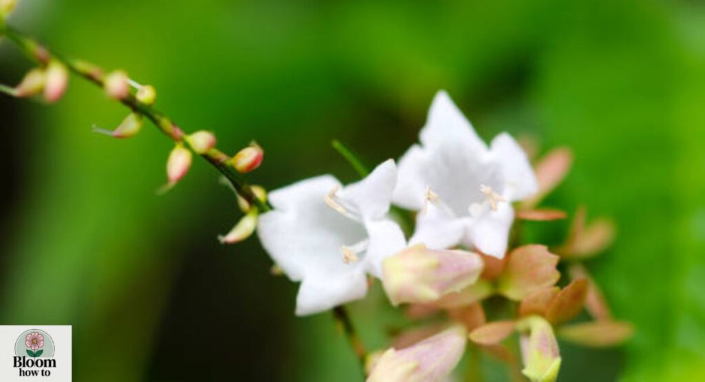 Zabelia Flower
