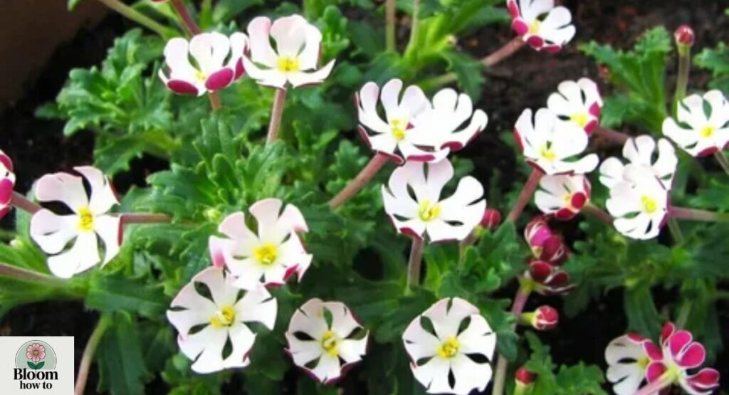 Zaluzianskya Plant (Zaluzianskya capensis)