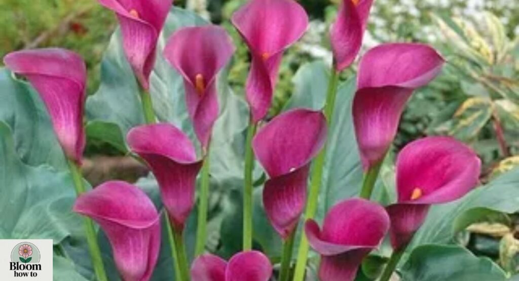 Zantedeschia (Calla Lily)